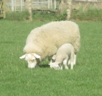 New lamb