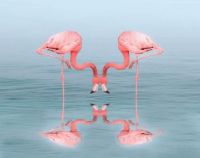 flamingo-4945829_1280