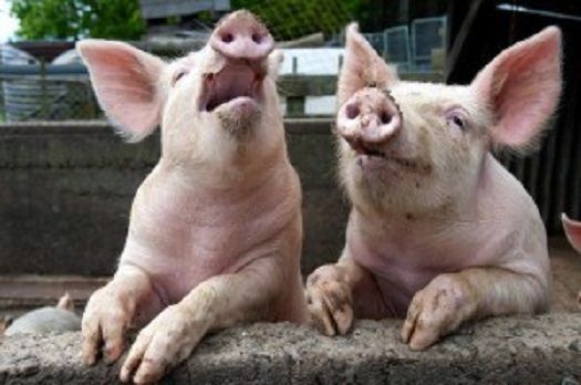 Solve How long does a male pig s orgasm last jigsaw puzzle online