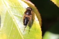 Tapered Drone Fly - Eristalis Pertinax (Kegelbijvlieg)
