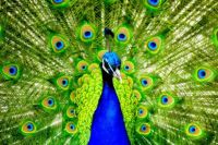 16775-desktop-wallpapers-peacock