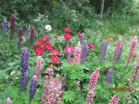 IMG_0431 (1)