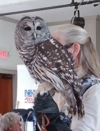 More Fun with Owls - Barred Owl