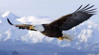'A most beautiful Bald Eagle in flight'..