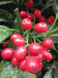 Aucuba berries