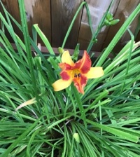 Today’s lily