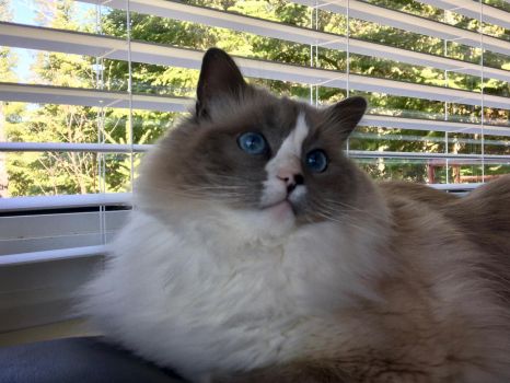blue mitted ragdoll with blaze