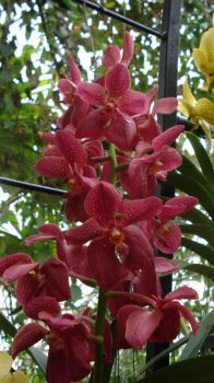 Orchid