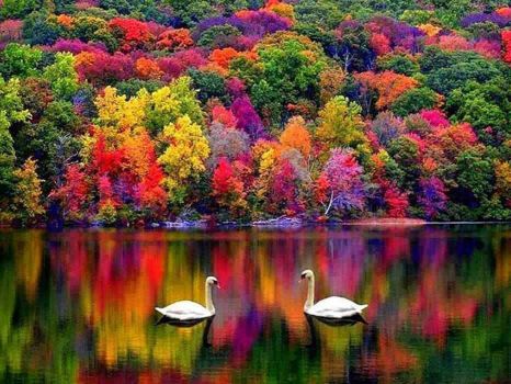 Swan autumn