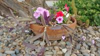 Flowers in Pot