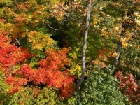 Adirondack trees