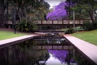 Jacaranda Time