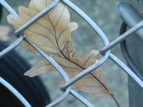Burr Oak leaf in fence