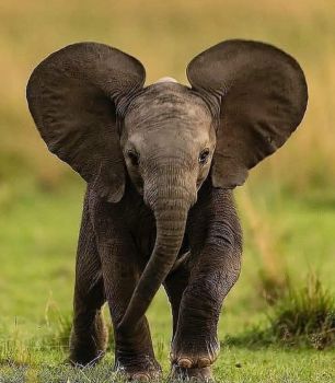 Solve Elephant baby, big ears jigsaw puzzle online with 143 pieces