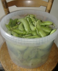 2025.07 - Allotment - Broad Beans 1 (Resize: 12 - 304 Pieces)