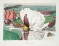 archival print water lily