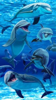 Farandole de dauphins!