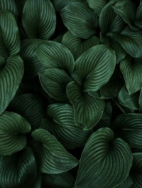 Dark leaves 1
