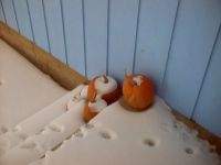 Snow on the pumpkins