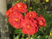 Fleurs de Passan Pen