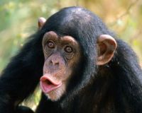 simpanz