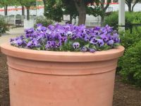Flowers in Spring