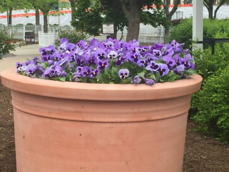 Flowers in Spring