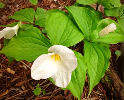 Another little bunch of trilliums.