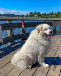 A Pyrenean Mountain Dog