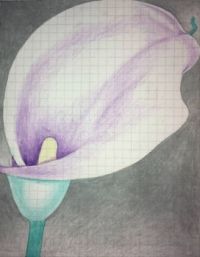 calla lily drawing 3