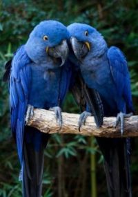big blue birds