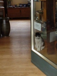 How Much is that Kitty in the Window?