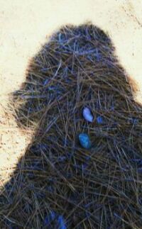 Shadow in pine needles
