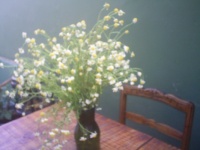 Flores de manzanilla