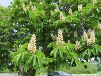 Flowering Horse Chestnut Trees