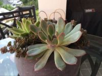 Succulents
