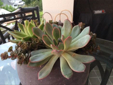 Succulents