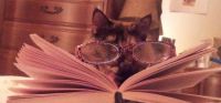 My cat can read