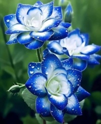 Blue & White Flowers