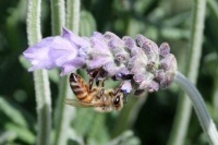Honeybee On Common Lavender, San Dieguito County Park, Solana Beach, California