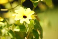 little flower