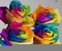 COLORED ROSES