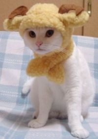 Theme - awww, another cute kitty