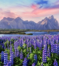 Lupine flowers field near Stokksnes mountains, Iceland