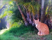 Floyd of the Jungle