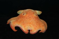 2 Umbrella Octopus, also known as Dumbo Octopus.