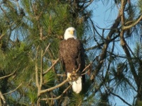 Bald Eagle in Southeastern Louisiana, USA.