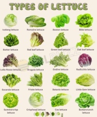 Types of lettuce