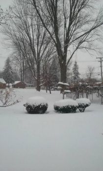 Snowy day in Michigan!
