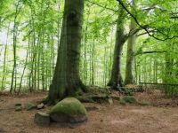 Folehaveskoven, Hørsholm, Denmark